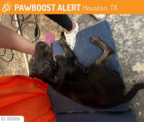 Found/Stray Female Dog last seen Imperial arbor lane , Houston, TX 77073