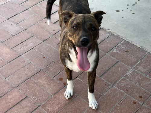 Found/Stray Female Dog last seen Escalante and Poinciana , Tucson, AZ 85730