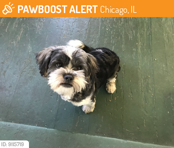 Found/Stray Male Dog last seen W. Midway Park , Chicago, IL 60644