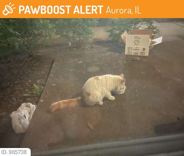 Found/Stray Unknown Cat last seen Symphony dr, Aurora, IL 60504