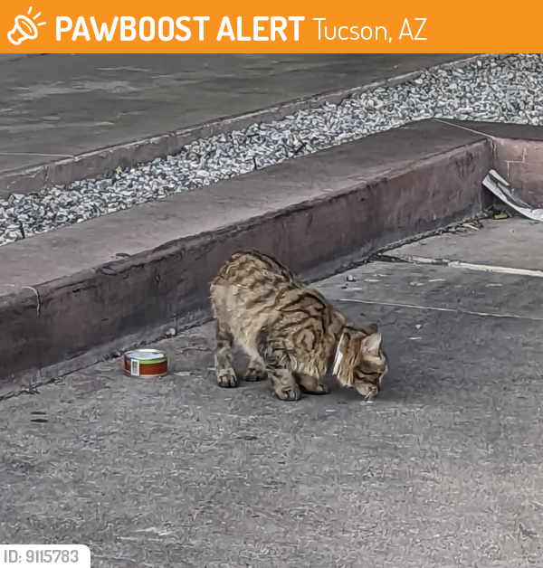 Found/Stray Unknown Cat last seen Graze Burgers on Broadway, Tucson, AZ 85711