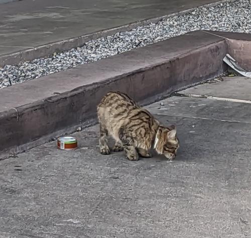 Found/Stray Unknown Cat last seen Graze Burgers on Broadway, Tucson, AZ 85711