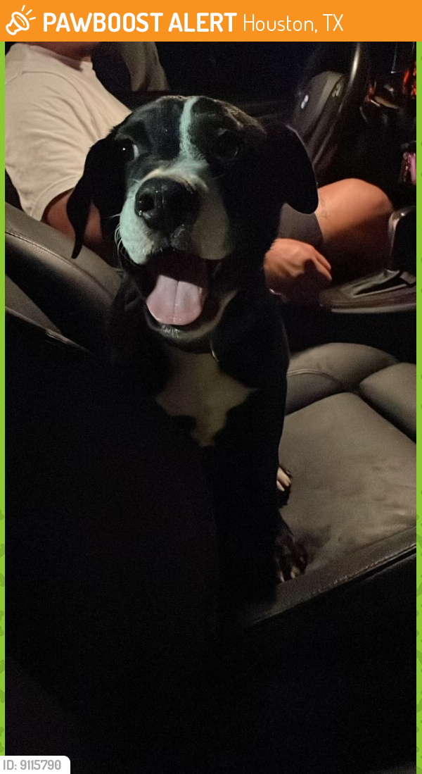 Found/Stray Male Dog last seen Near and crosstimbers , Houston, TX 77093