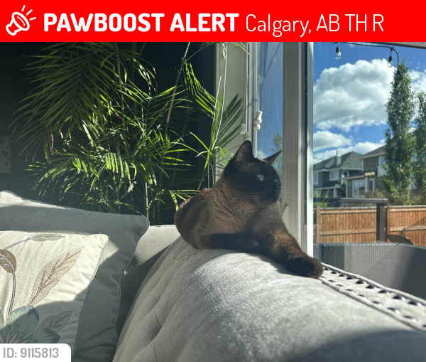Lost Male Cat last seen Aspen dale way sw, Calgary, AB T3H 0R8