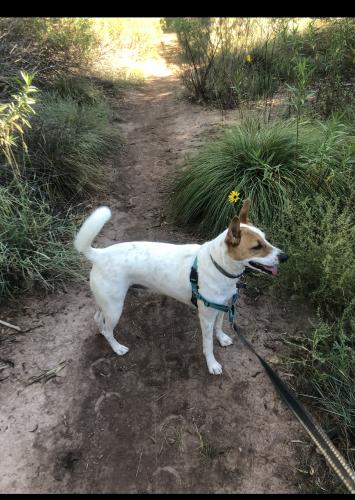 Lost Female Dog last seen First St and Lomas Blvd, Albuquerque, NM 87102