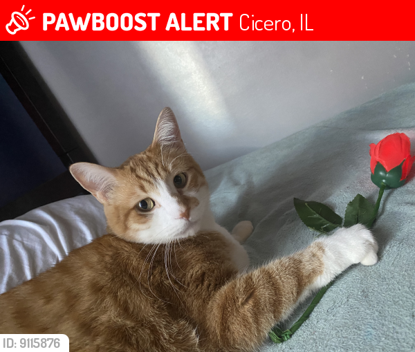 Lost Male Cat last seen Near th ct Cicero Illinois , Cicero, IL 60804