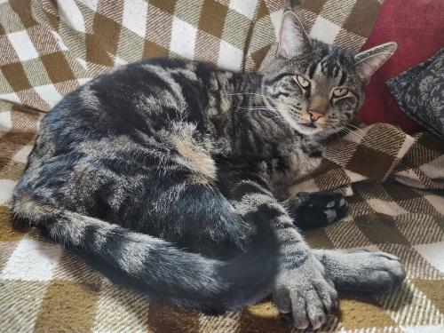 Lost Male Cat last seen On Mercury Dr near Reservoir Rd, Rapid City, SD 57703