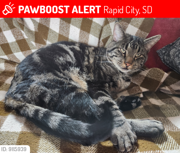Lost Male Cat last seen On Mercury Dr near Reservoir Rd, Rapid City, SD 57703