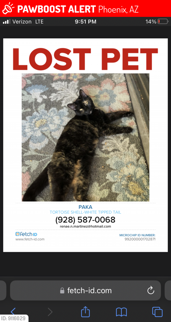 Lost Female Cat last seen 8th st and Butler-Phoenix Az , Phoenix, AZ 85020