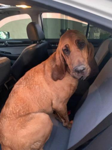 Found/Stray Female Dog last seen Tangerine and LA Cholla , Marana, AZ 85742