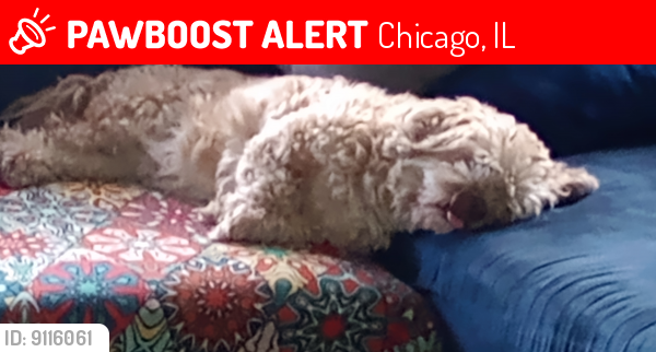 Lost Male Dog last seen Kedzie between Archer , Chicago, IL 60632