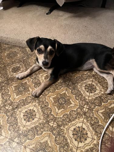 Found/Stray Female Dog last seen 35th ave & Southern, Phoenix, AZ 85041