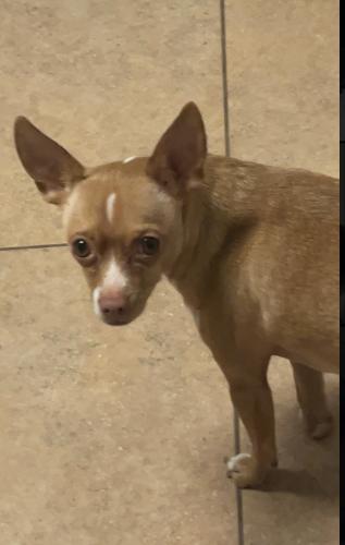 Lost Female Dog last seen Summer Pointe neighborhood, Katy, TX 77450