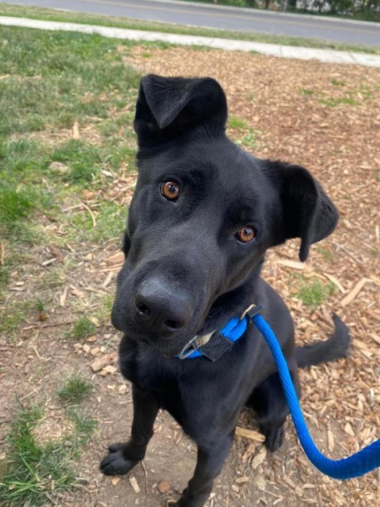 Shelter Stray Male Dog last seen Madison & Broadway 21223, 21222, MD, Baltimore, MD 21230