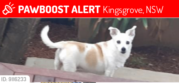 Lost Male Dog last seen Kingsgrove avenue park, Kingsgrove, NSW 2208