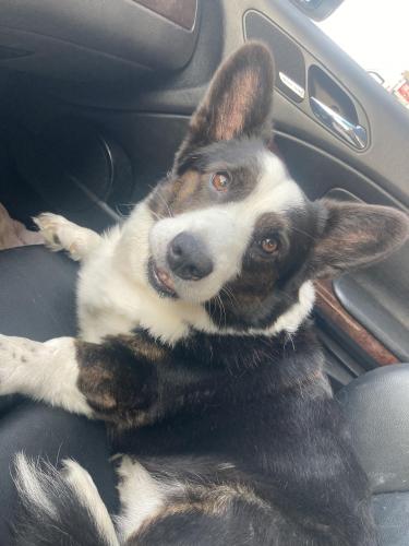 Lost Male Dog last seen East Leyden high school, Franklin Park, IL 60131