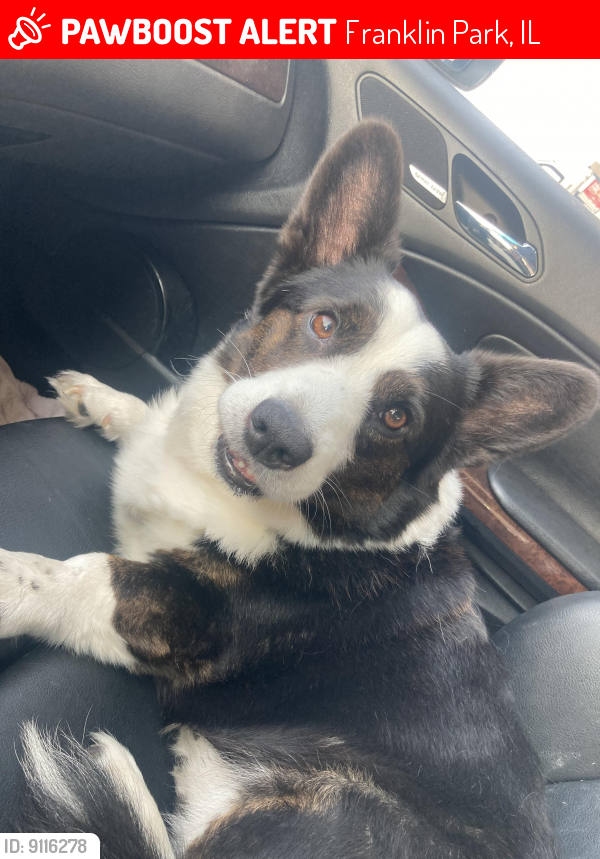 Lost Male Dog last seen East Leyden high school, Franklin Park, IL 60131