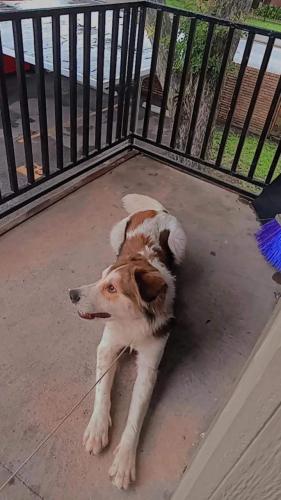 Found/Stray Male Dog last seen Bellaire and chiminey rock, Bellaire, TX 77401