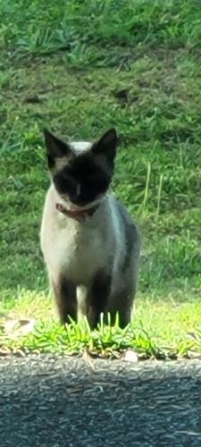 Found/Stray Female Cat last seen FLAKES MILL RD AND CHIMNEY RIDGE DR, ELLENWOOD 30294, DeKalb County, GA 30294