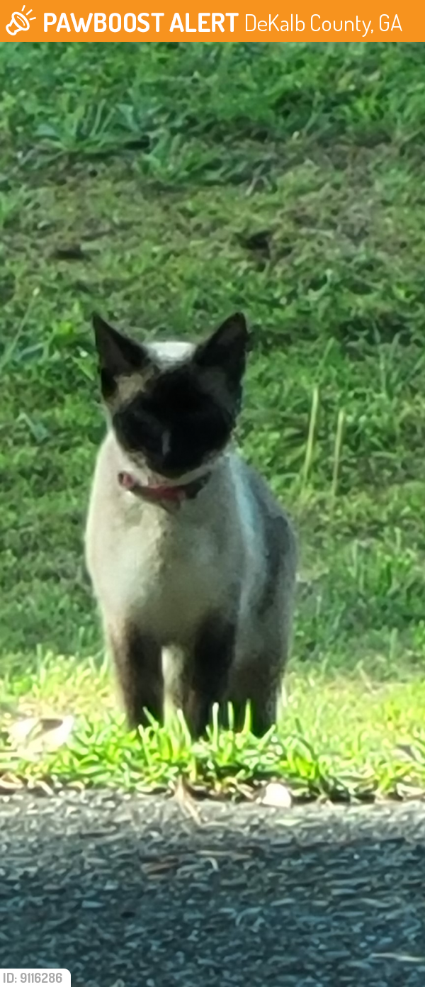 Found/Stray Female Cat last seen FLAKES MILL RD AND CHIMNEY RIDGE DR, ELLENWOOD 30294, DeKalb County, GA 30294