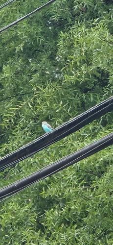 Found/Stray Unknown Bird last seen KENNEDY and 44th ave, Hyattsville, MD 20781