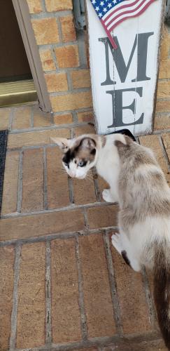 Found/Stray Unknown Cat last seen Fite Rd, Pearland, TX 77584