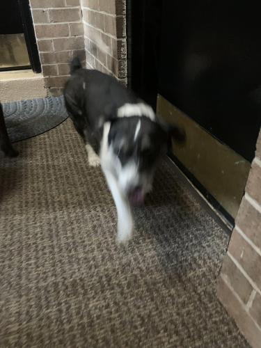 Found/Stray Male Dog last seen Harpers farm rd and el camino, Columbia, MD 21044