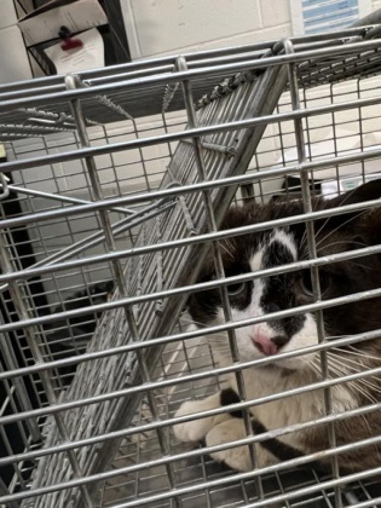 Shelter Stray Male Cat last seen Reston Va 20191 , 2248 Southgate Sq, Fairfax County, VA, Fairfax, VA 22032