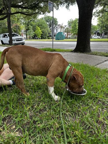 Found/Stray Male Dog last seen Near Heights Blvd, Houston, TX 77008