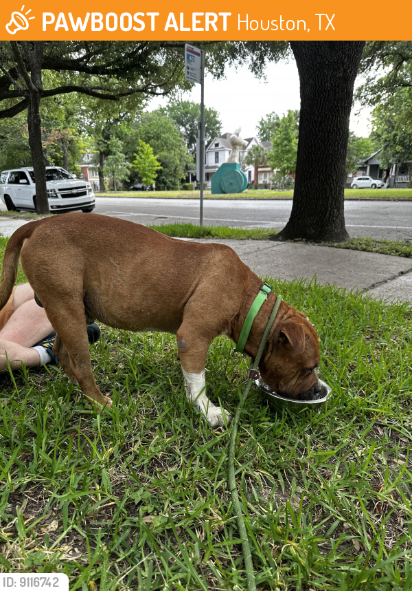 Rehomed Male Dog last seen Near Heights Blvd, Houston, TX 77008