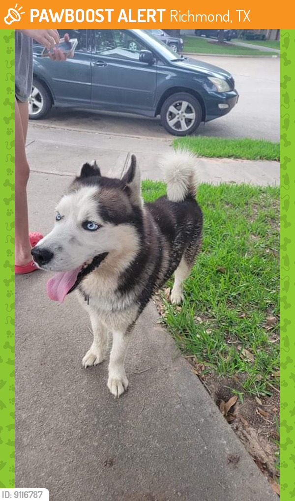 Rehomed Male Dog last seen Near @ Mason Rd, Richmond, TX 77406