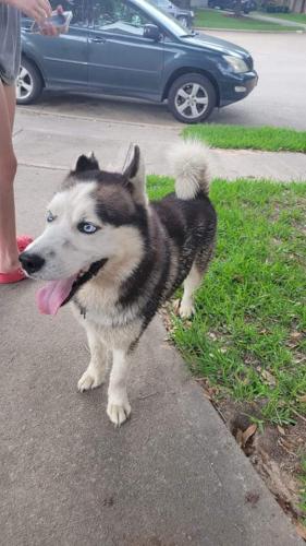 Found/Stray Male Dog last seen Near @ Mason Rd, Richmond, TX 77406