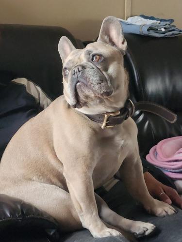 Lost Male Dog last seen Coors and Barcelona , Albuquerque, NM 87105