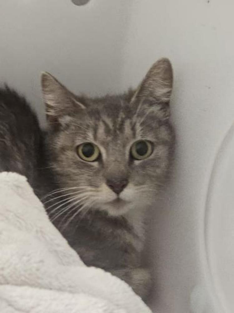 Shelter Stray Female Cat last seen Near Lorena Ave, 21230, 21230, MD, Baltimore, MD 21230