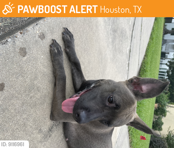 Rehomed Female Dog last seen Braes Blvd @ Grennoch, Houston, TX 77025