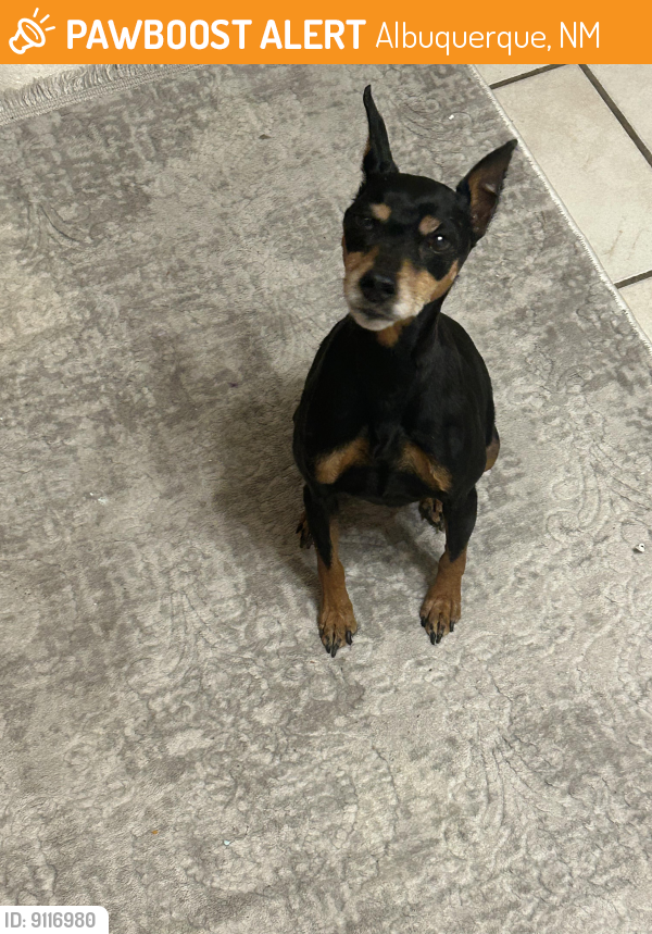 Found/Stray Female Dog last seen Murphys express on alameda Blvd nw and cottonwood dr, Albuquerque, NM 87114