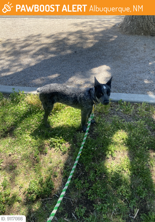 Found/Stray Male Dog last seen Valencia and Marquette, Albuquerque, NM 87108