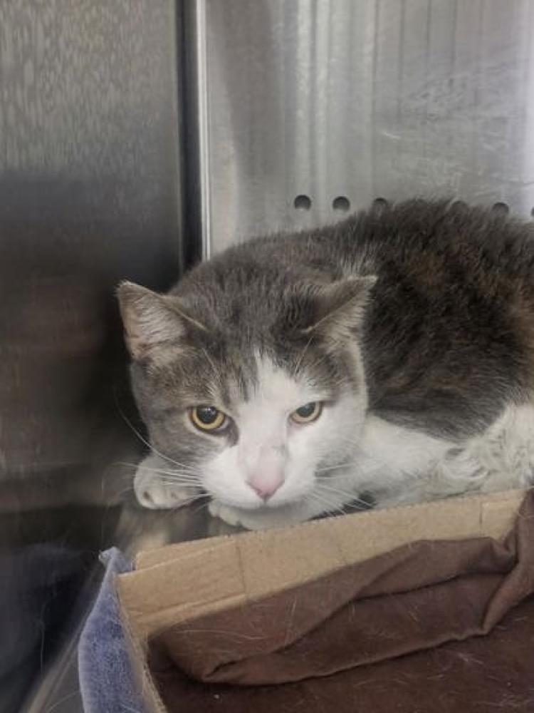 Shelter Stray Male Cat last seen Near W Lorraine, 21211, 21211, MD, Baltimore, MD 21230