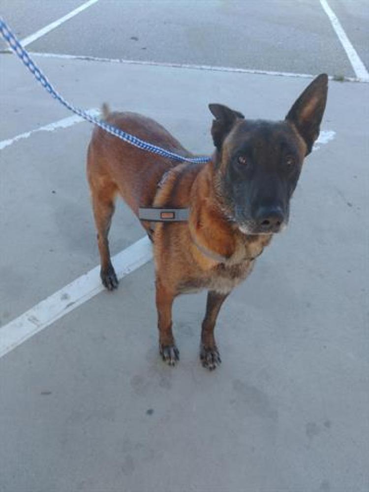 Shelter Stray Male Dog last seen Q ST / TRUXTUN AVE,BAKERSFIELD,CA, Bakersfield, CA 93307