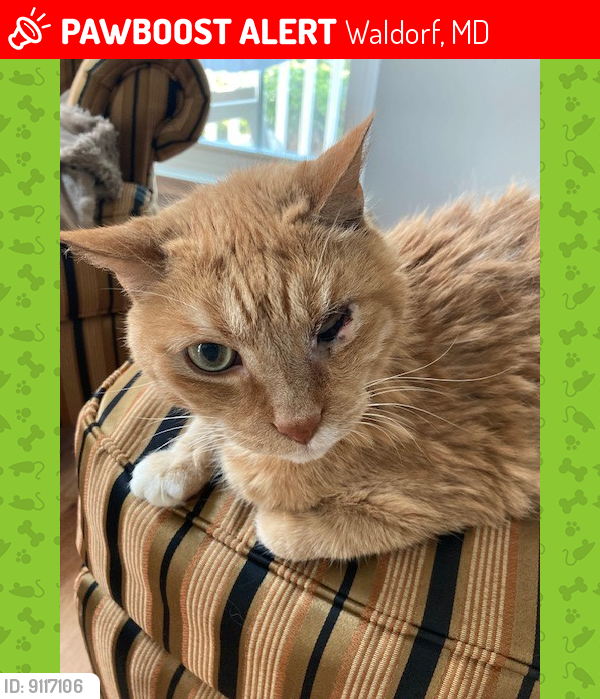 Lost Male Cat last seen Near Rolling Meadows St & Raby St....Close to Hamilton Street in Waldorf, MD, Waldorf, MD 20601