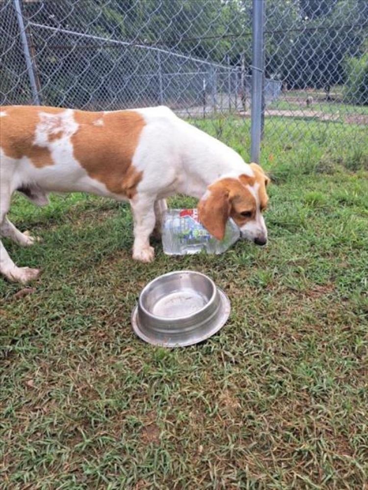 Shelter Stray Male Dog last seen Near BLOCK EDGECLIFF, Austin, TX 78702