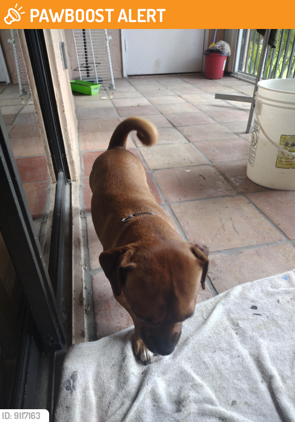Found/Stray Male Dog last seen Krome & Campbell dr, Miami-Dade County, FL 33185