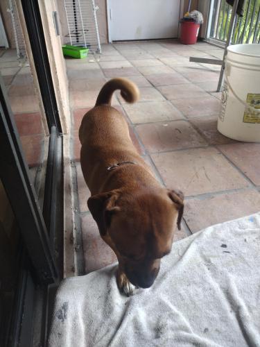 Found/Stray Male Dog last seen Krome & Campbell dr, Miami-Dade County, FL 33185