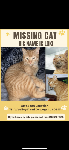 Lost Male Cat last seen Near Woolley road Oswego 60543, Oswego, IL 60543