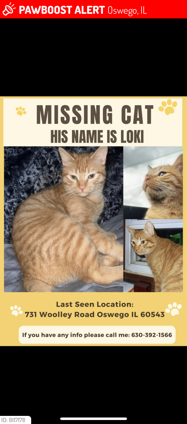 Lost Male Cat last seen Near Woolley road Oswego 60543, Oswego, IL 60543