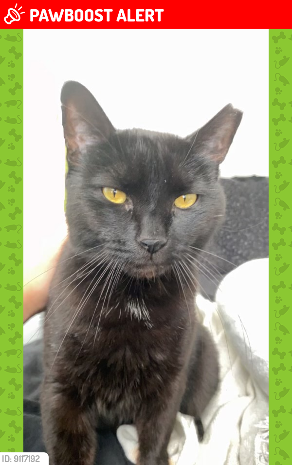 Lost Male Cat last seen Front and Powers Ave , West Conshohocken, PA 19428