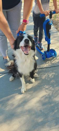 Found/Stray Male Dog last seen Park next to Painted Sky Elementary , Albuquerque, NM 87120
