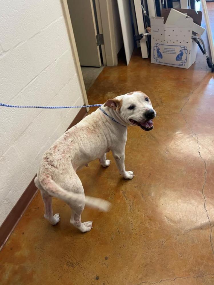 Shelter Stray Female Dog last seen Near BLOCK ARROWHEAD DRIVE, Austin, TX 78702