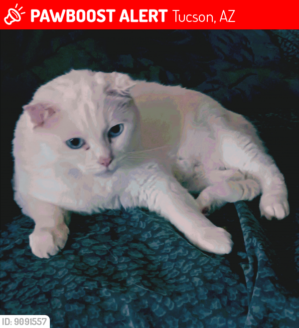 Lost Male Cat last seen Near N. Lak A Yucca Rd. Picture Rocks - Tucson, Tucson, AZ 85743