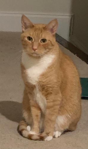 Lost Male Cat last seen Deerfield Court Southeast, Roanoke, VA 24014, Roanoke, VA 24014